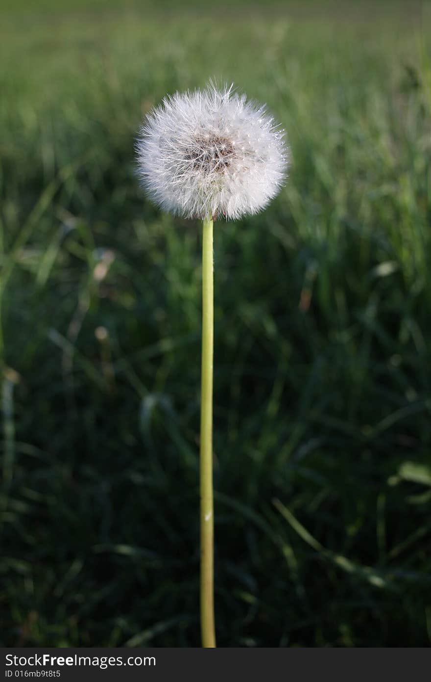 A Dandelion against a grass background.