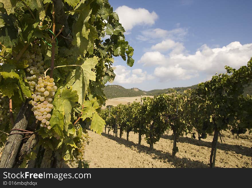 Vineyards of grapes under the tuscan  sun. Vineyards of grapes under the tuscan  sun