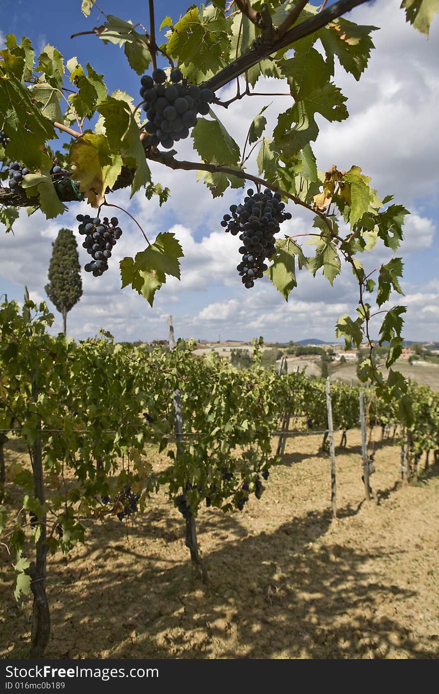 Vineyards of grapes under the tuscan  sun. Vineyards of grapes under the tuscan  sun