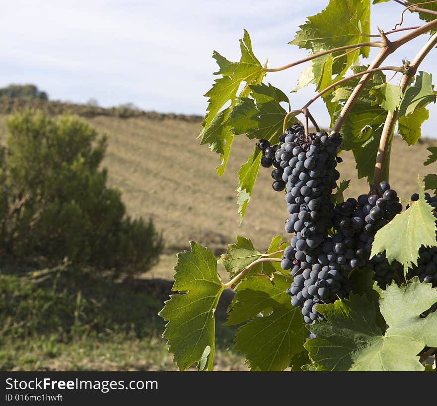 Merlot Grapes