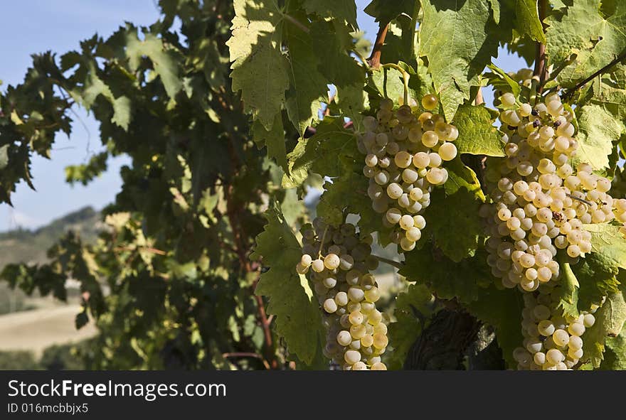 Green Grapes