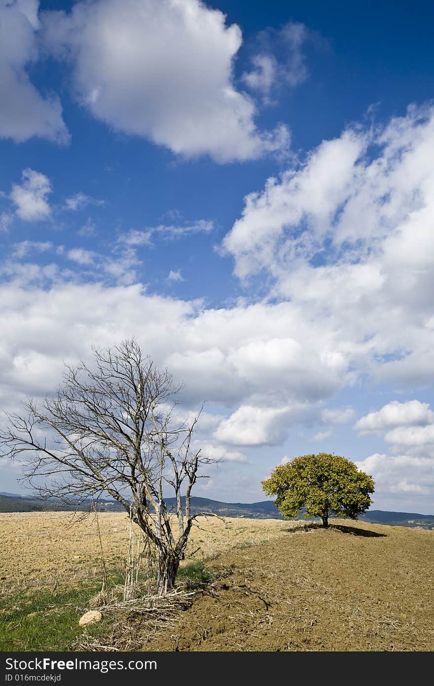 Isolated tree on the tuscan countryside