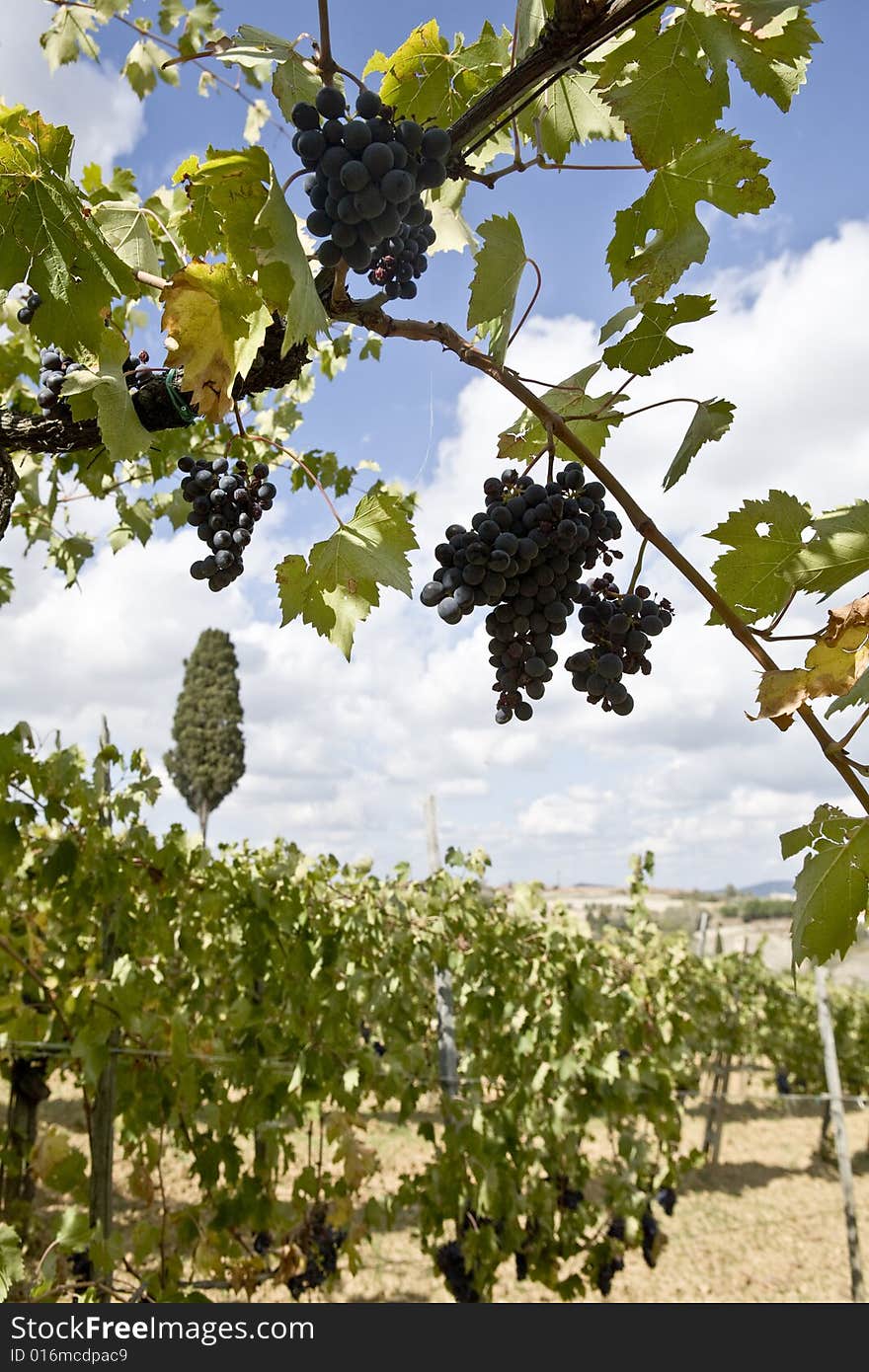 Vineyards of grapes under the tuscan  sun. Vineyards of grapes under the tuscan  sun