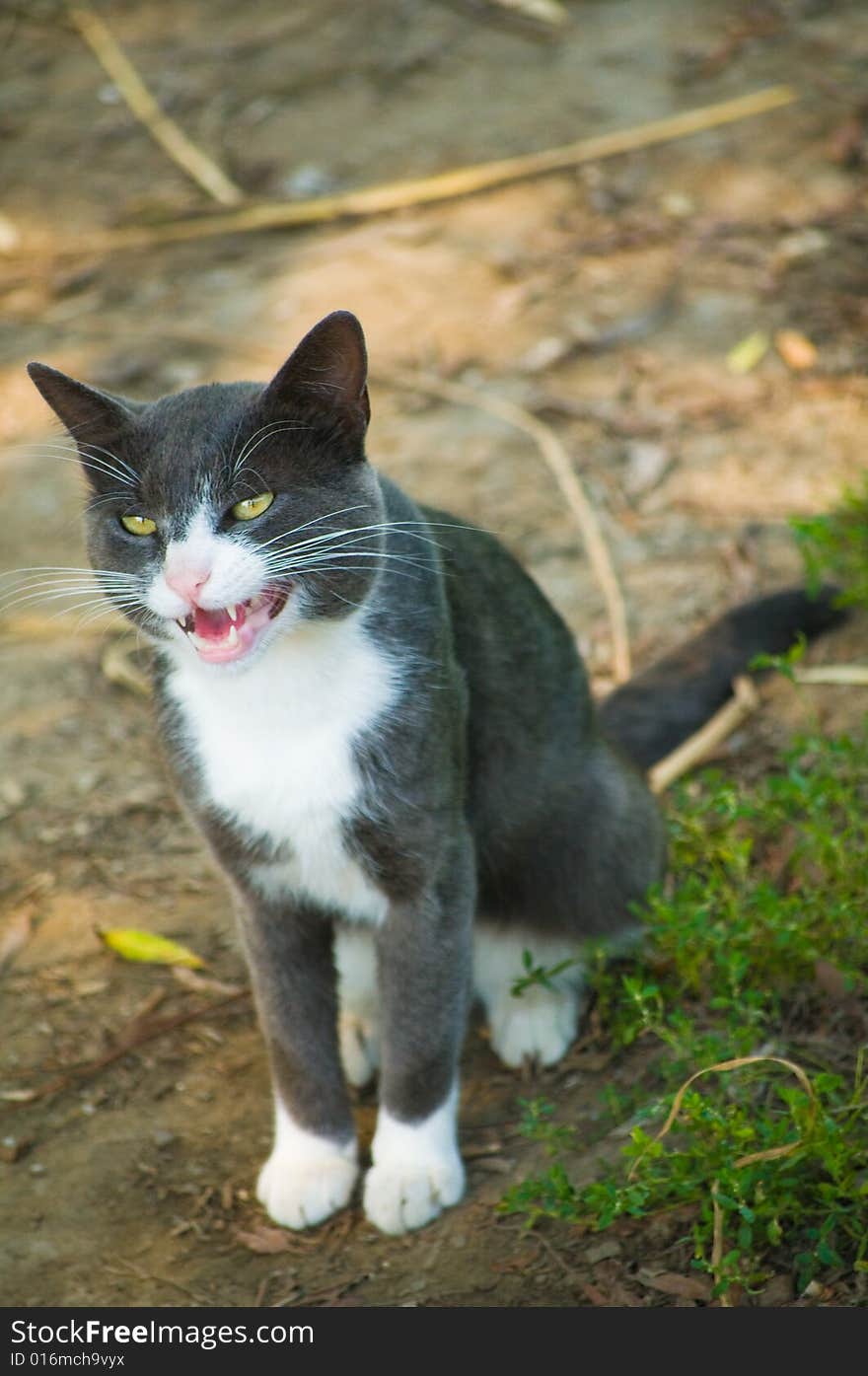 Gray-white Cat Growling