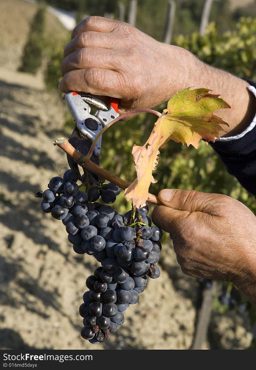 Harvester hands cutting red grapes. Harvester hands cutting red grapes