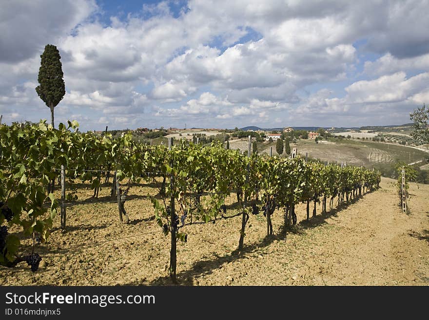 Vineyards of grapes under the tuscan  sun. Vineyards of grapes under the tuscan  sun