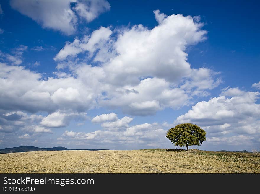 Isolated tree on the tuscan countryside