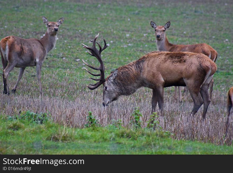 European Red Deer