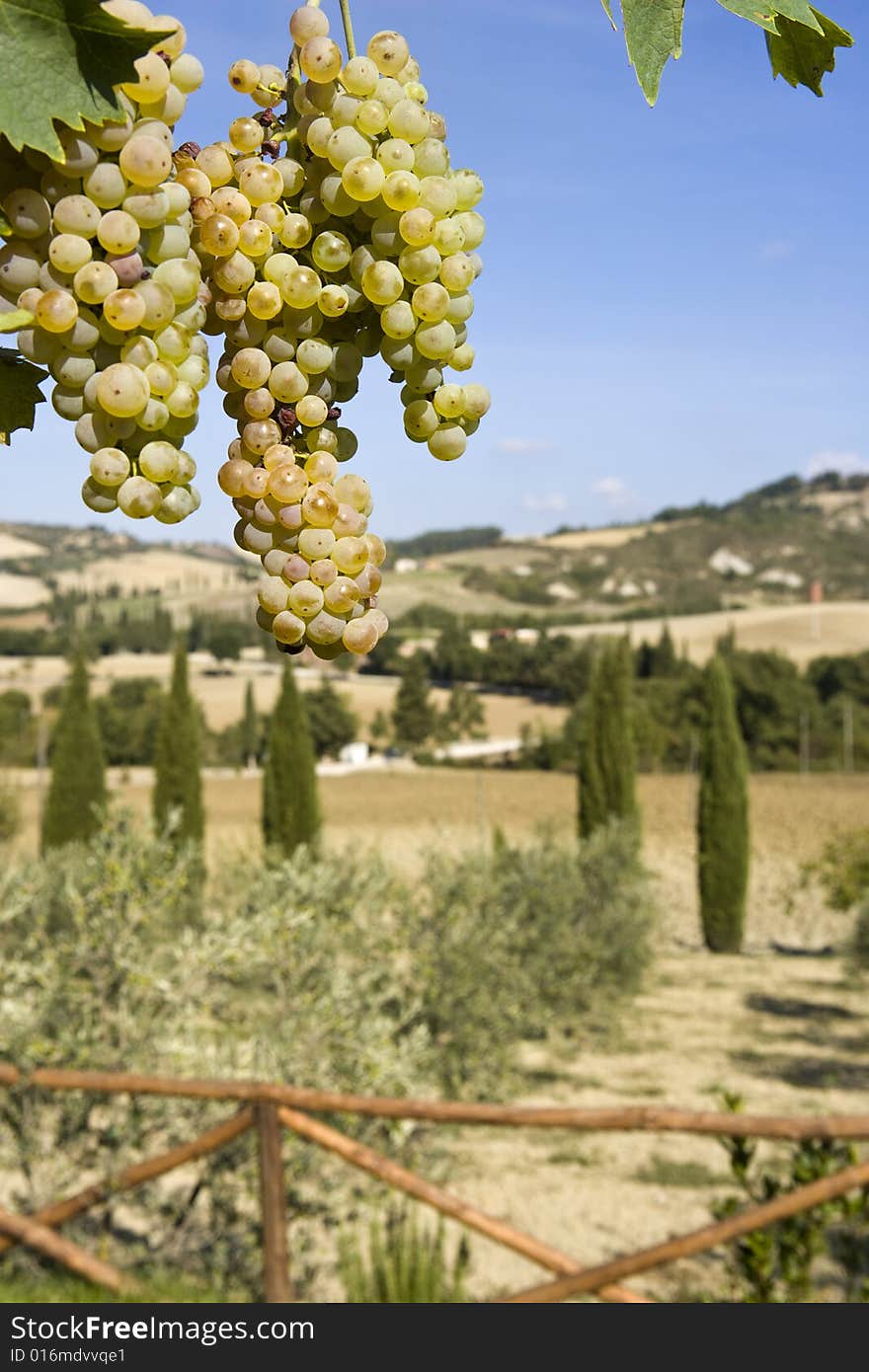 Green Grapes