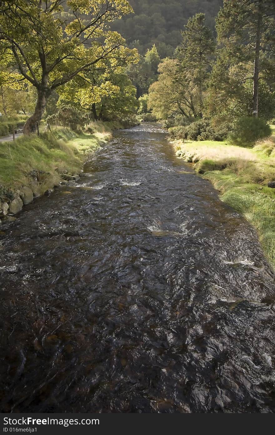 In the edges of the river, the forest