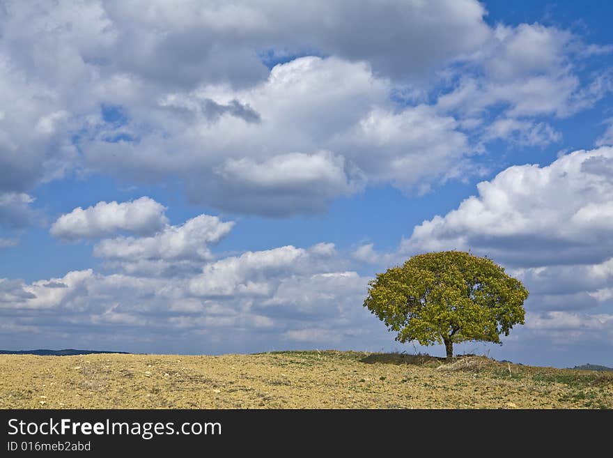 Field landscape with tree, tuscany