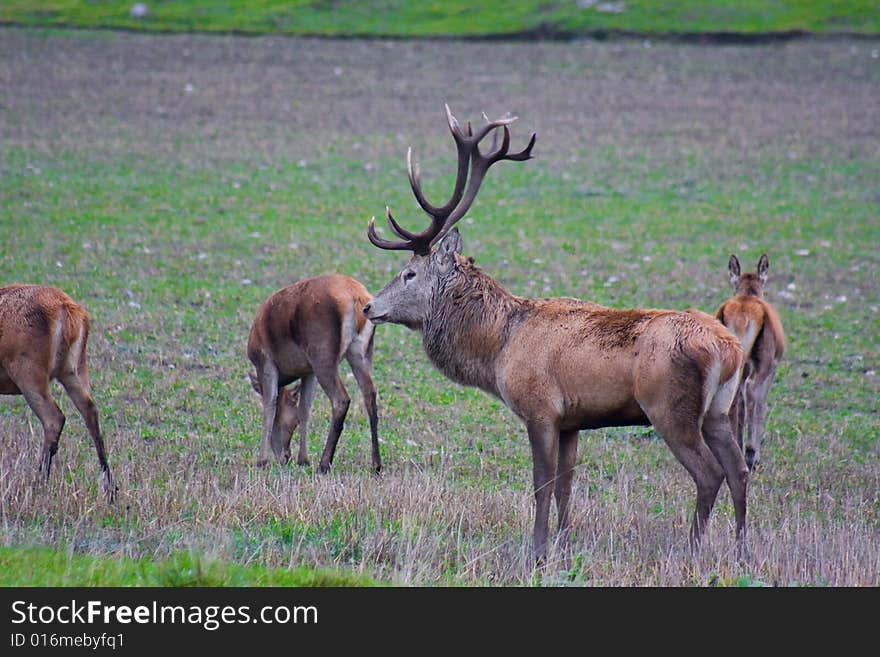 Magnificent big red deer male in a side pose
Latin:  C. e. elaphus