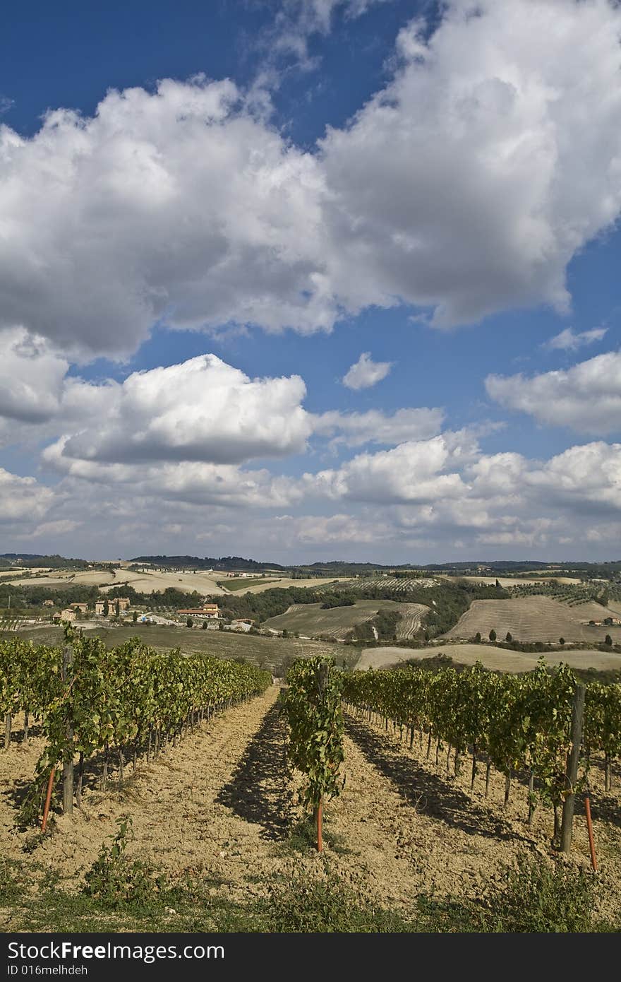 Tuscany, beautiful vineyard in Italy