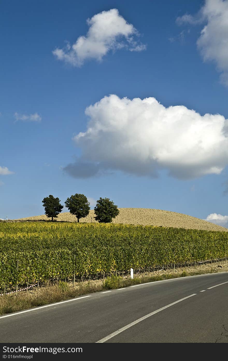 Beautiful vineyard panoramic in Italy. Beautiful vineyard panoramic in Italy