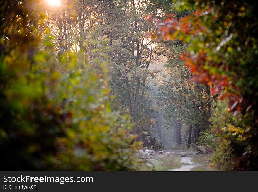 Landscape made of autumn forest and distant path