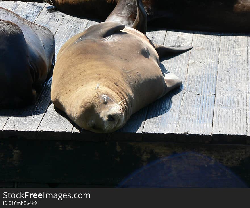 Californian Seal