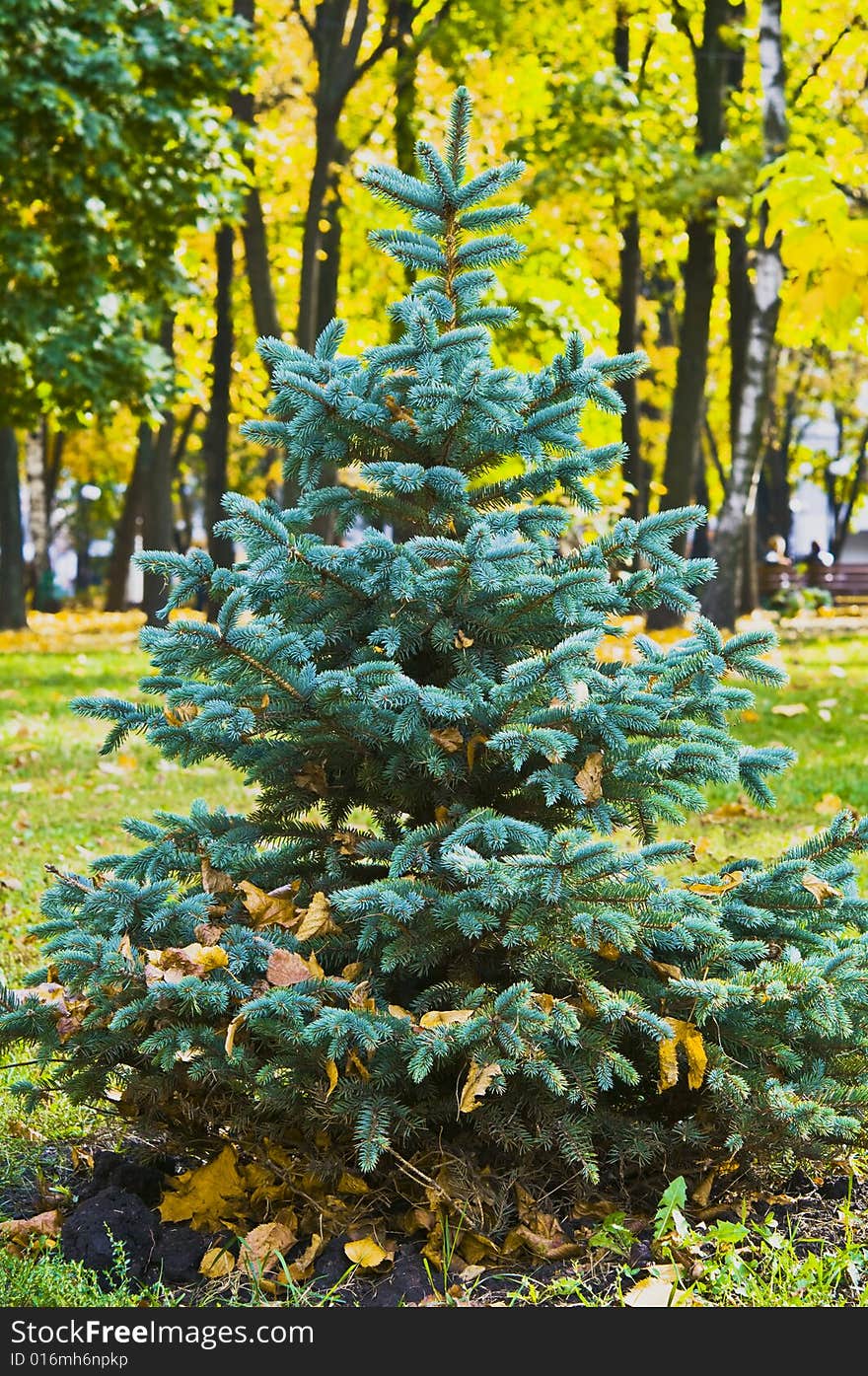 Coniferous tree in autumn park