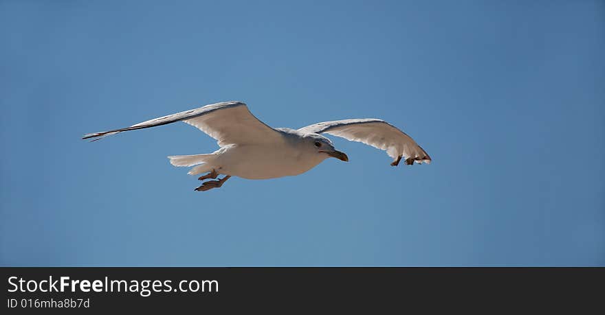 Flying Seagull