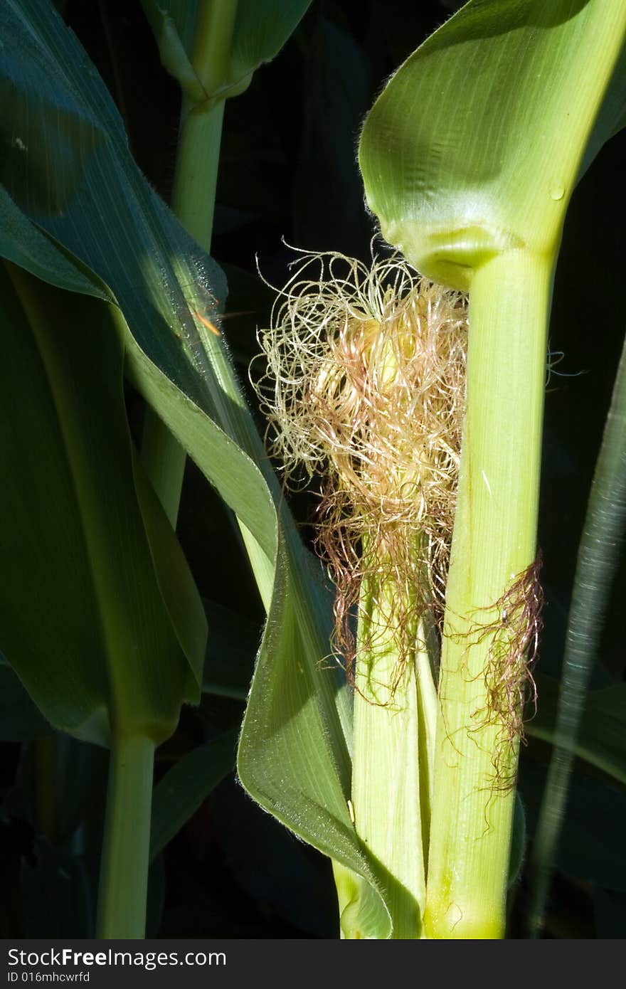 Closeup of Corn Plant in field