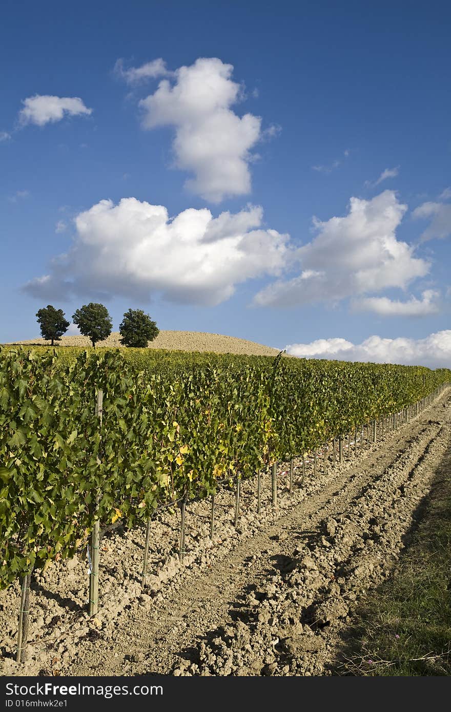 Beautiful vineyard in Tuscan, Italy. Beautiful vineyard in Tuscan, Italy