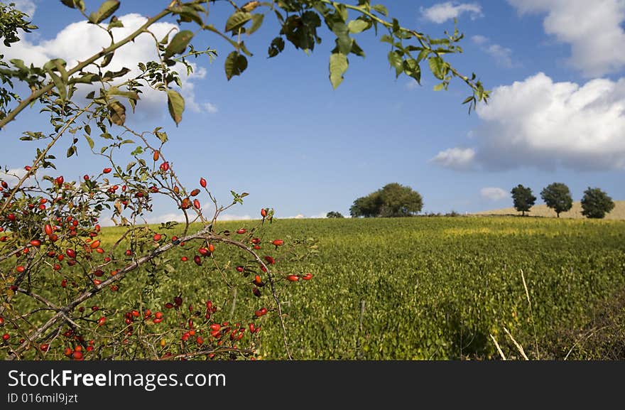 Beautiful vineyard in Tuscan, Italy. Beautiful vineyard in Tuscan, Italy