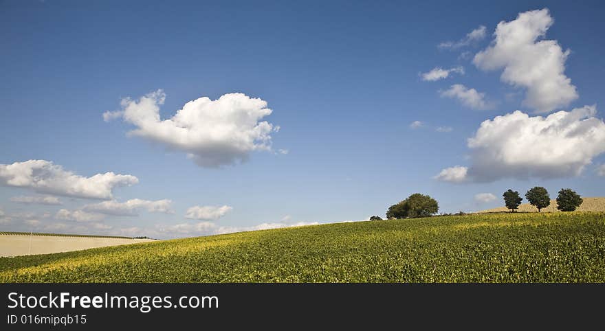 Beautiful vineyard in Tuscan, Italy. Beautiful vineyard in Tuscan, Italy