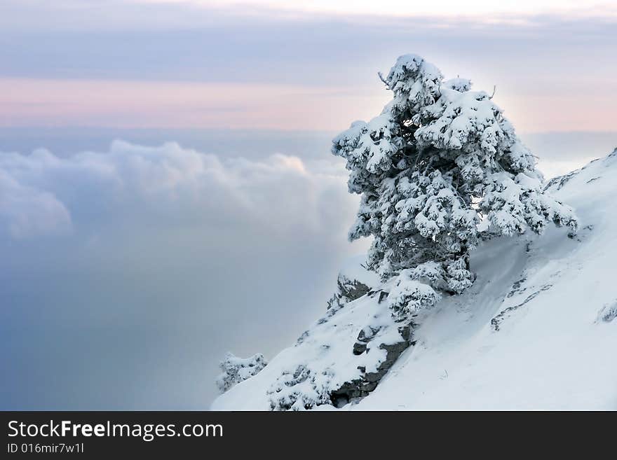 Alone pinetree