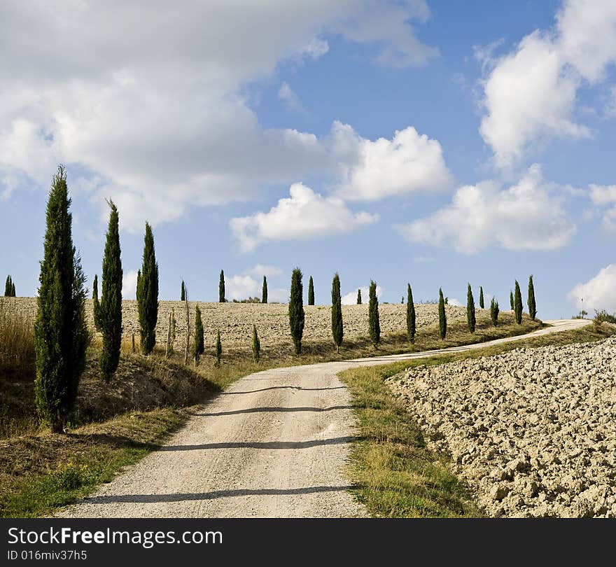 Cypress alley