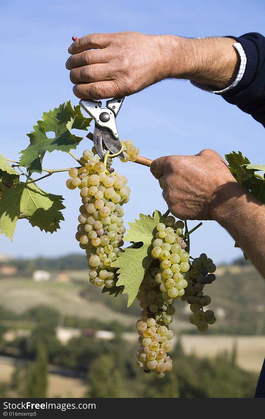 Harvester hands cutting grapes in tuscany