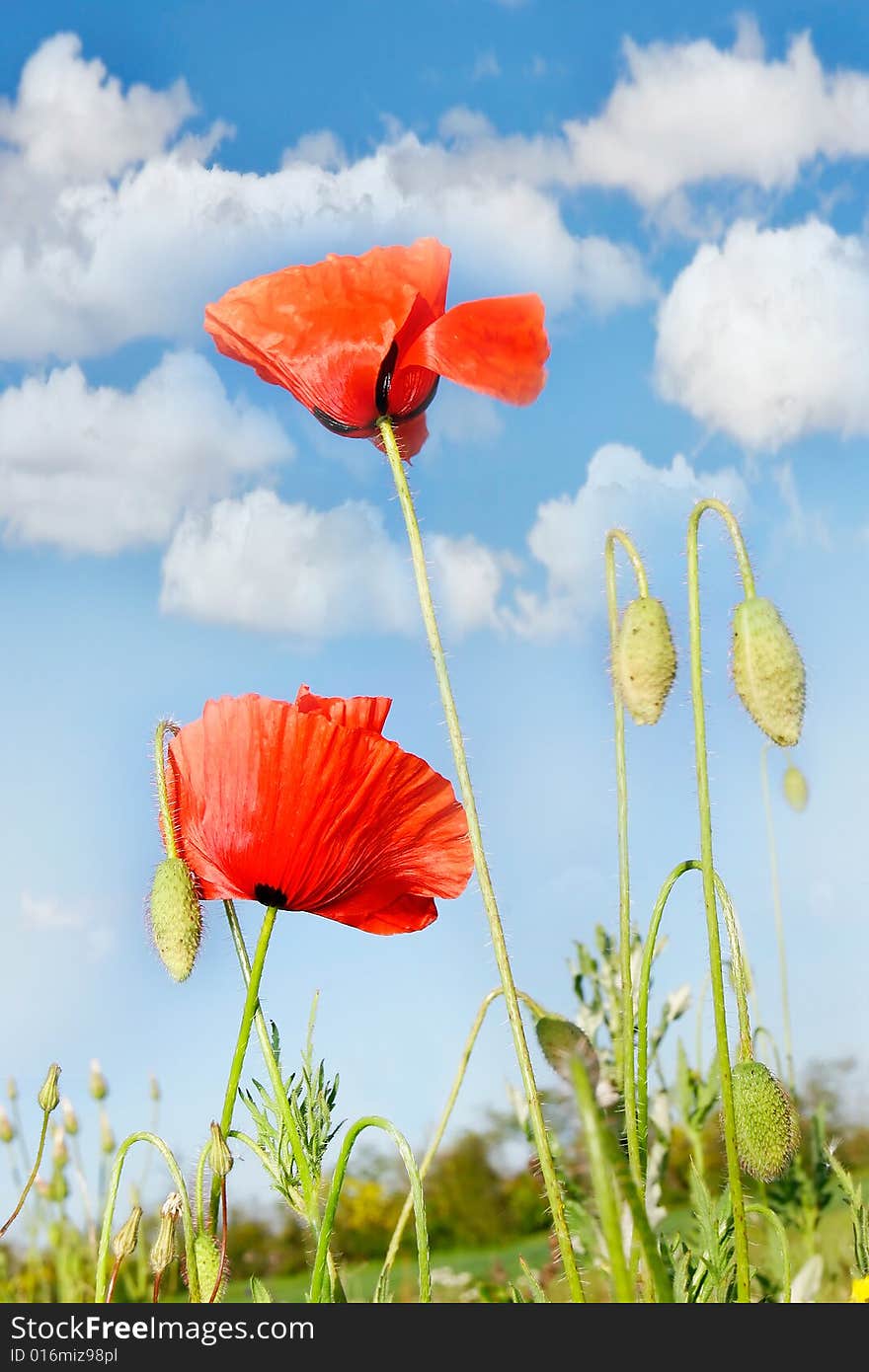 Red poppies