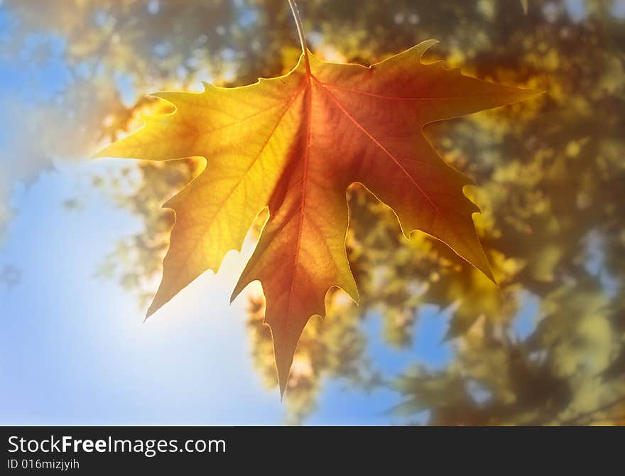 Close up of autumn leaves