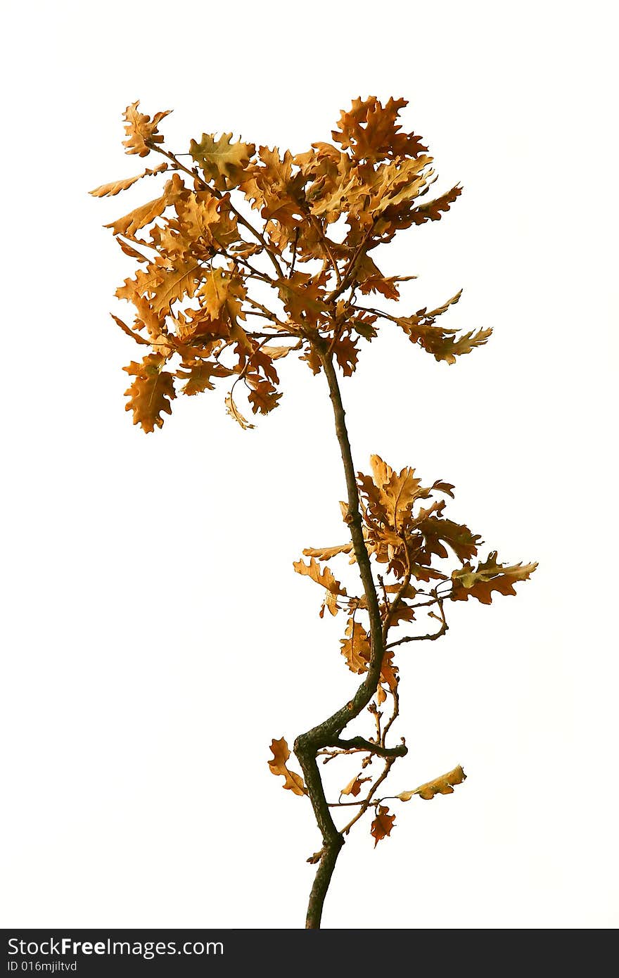 Oak branch over white background