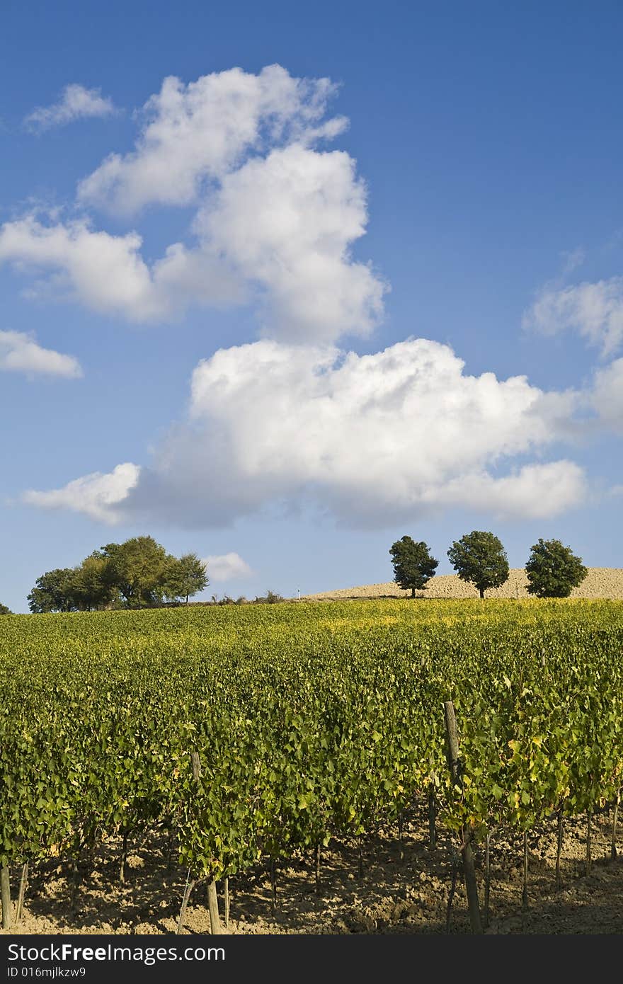 Vineyards