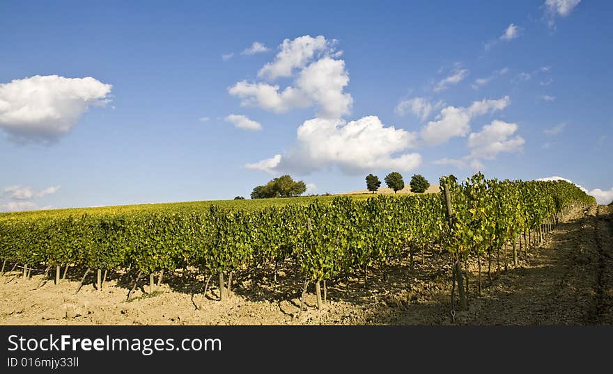 Beautiful vineyard in Tuscan, Italy. Beautiful vineyard in Tuscan, Italy