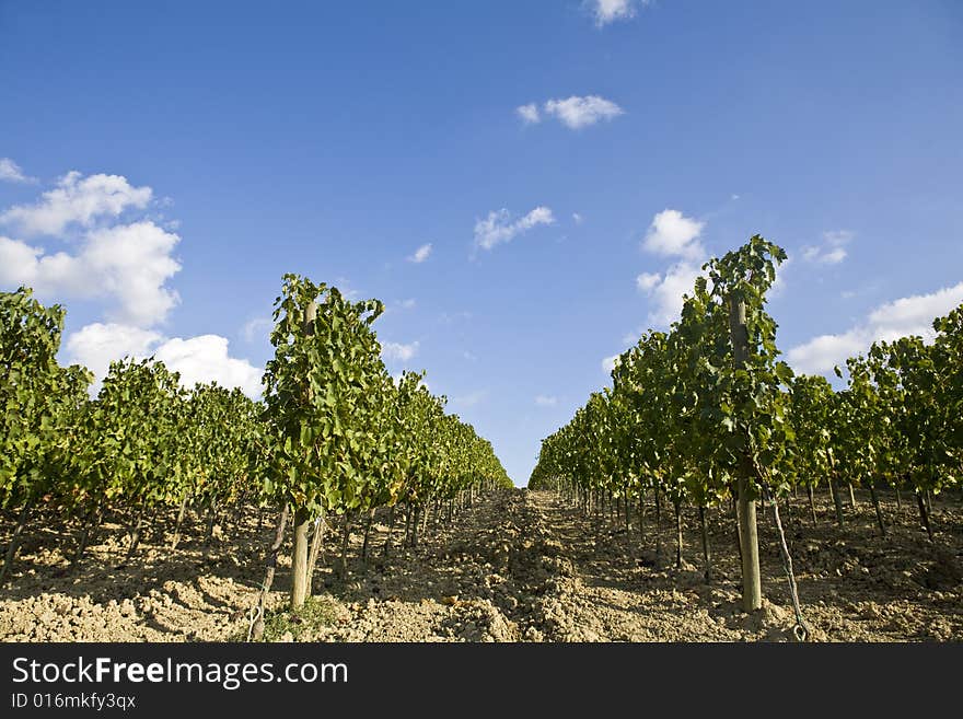 Beautiful vineyard in Tuscan, Italy. Beautiful vineyard in Tuscan, Italy