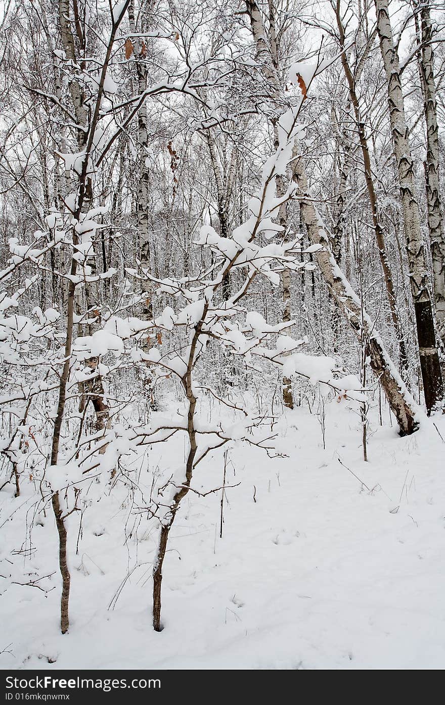 Winter forest