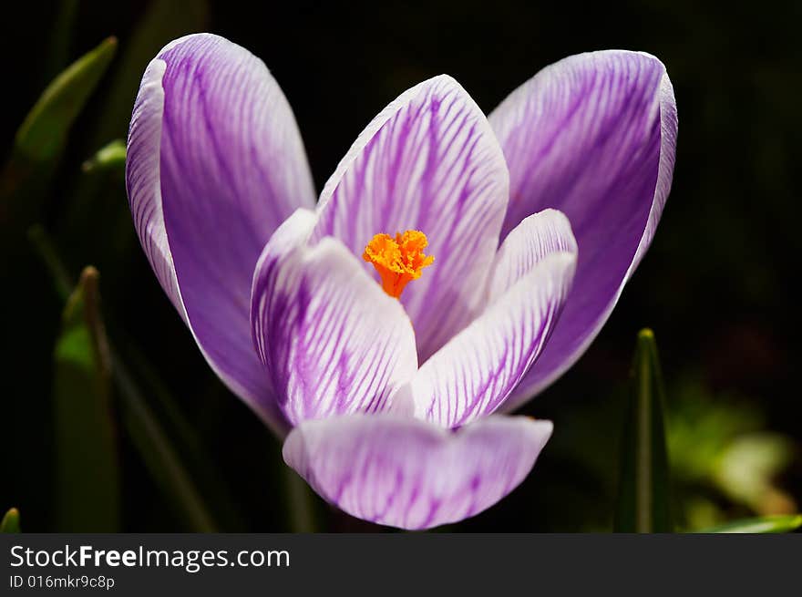 White-violet crocus close up