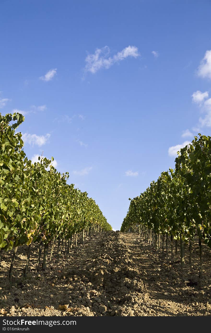 Beautiful vineyard in Tuscan, Italy. Beautiful vineyard in Tuscan, Italy