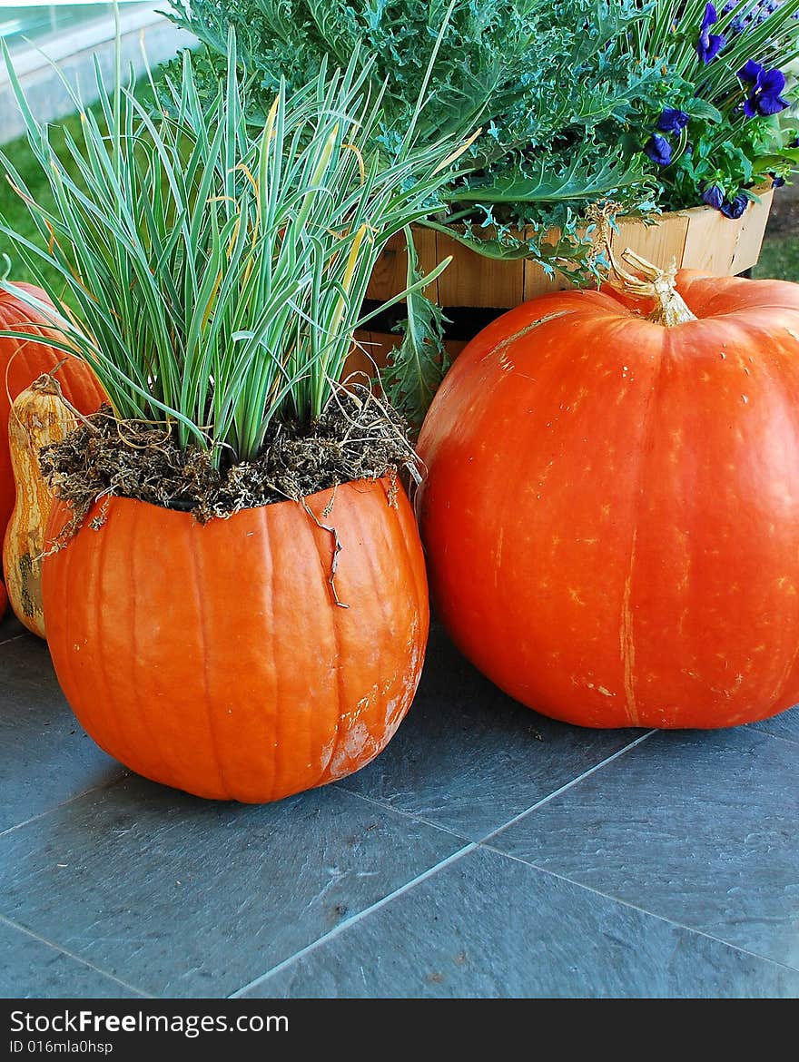 This is a shot of a few pumpkins.