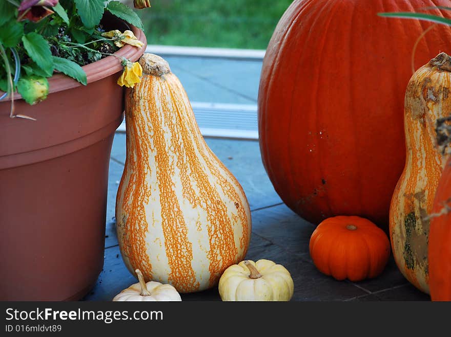 This is a shot of a few pumpkins.