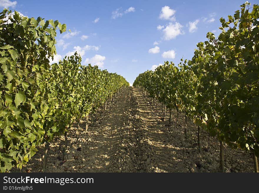 Beautiful vineyard in Tuscan, Italy. Beautiful vineyard in Tuscan, Italy