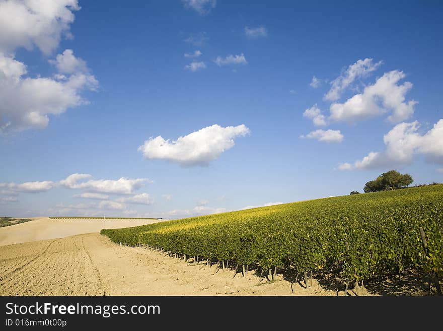 Beautiful vineyard in Tuscan, Italy. Beautiful vineyard in Tuscan, Italy