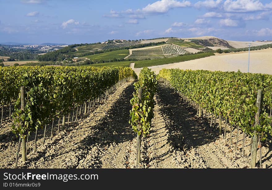 Beautiful vineyard in Tuscan, Italy. Beautiful vineyard in Tuscan, Italy