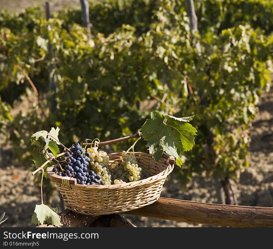 Basket of Grapes, after the vintage in Tuscan