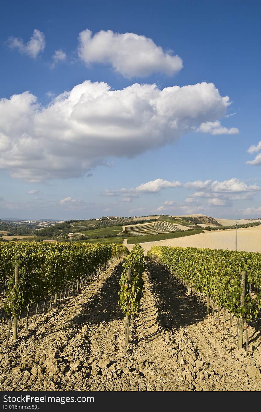 Beautiful vineyard in Tuscan, Italy. Beautiful vineyard in Tuscan, Italy