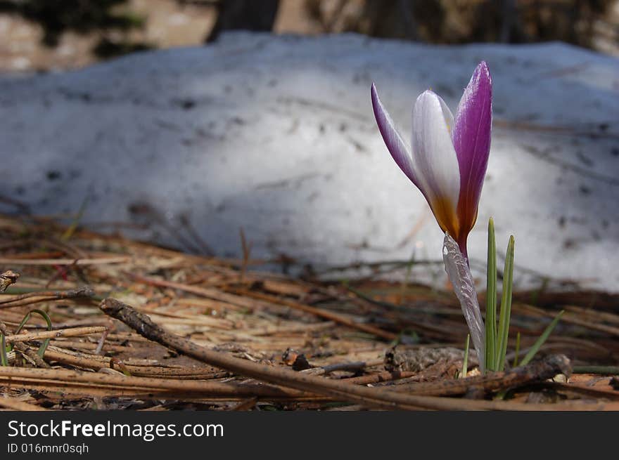 Crocus and snow on Ay-Petri