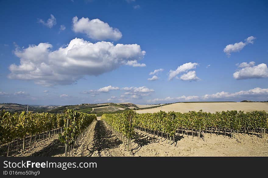 Beautiful vineyard in Tuscan, Italy. Beautiful vineyard in Tuscan, Italy