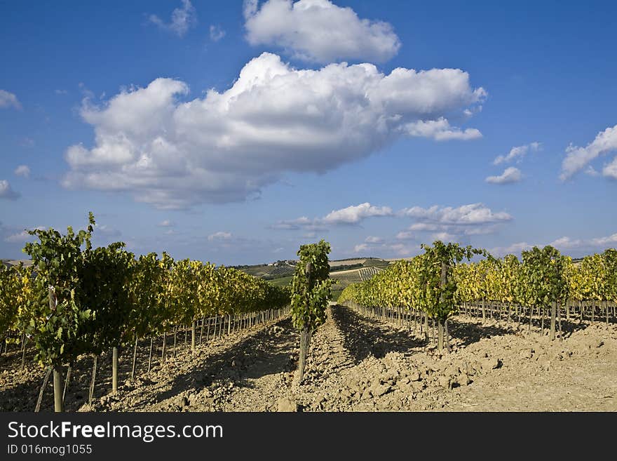 Beautiful vineyard in Tuscan, Italy. Beautiful vineyard in Tuscan, Italy