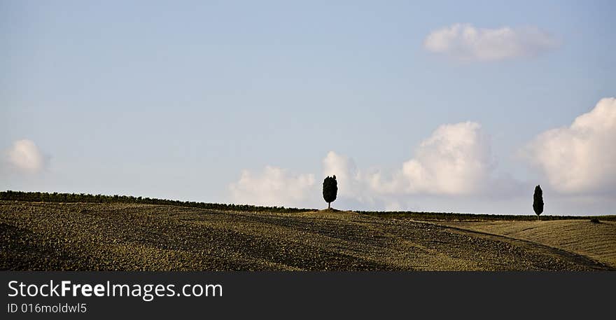 Cypress tree on a hill top