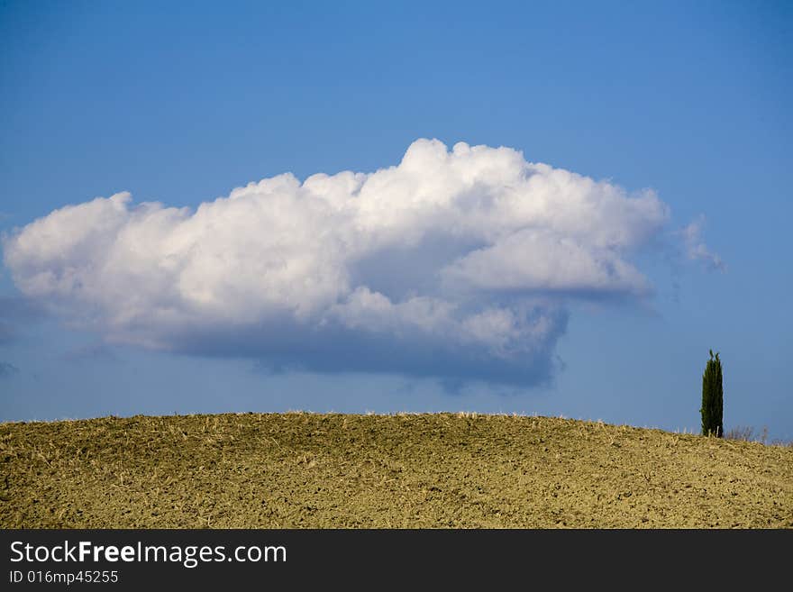 Cypress tree on a hill top